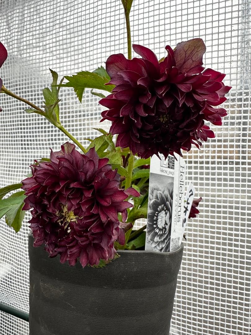 クリスマスローズ　クレオパトラ　広瀬園芸