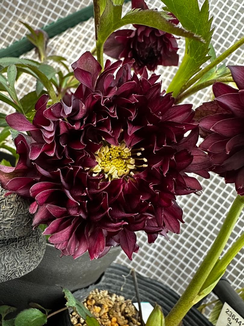 クリスマスローズ　クレオパトラ　広瀬園芸