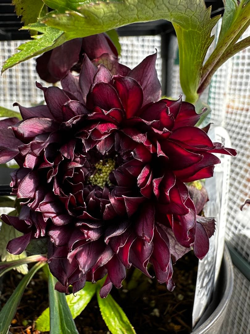 クリスマスローズ　クレオパトラ　広瀬園芸