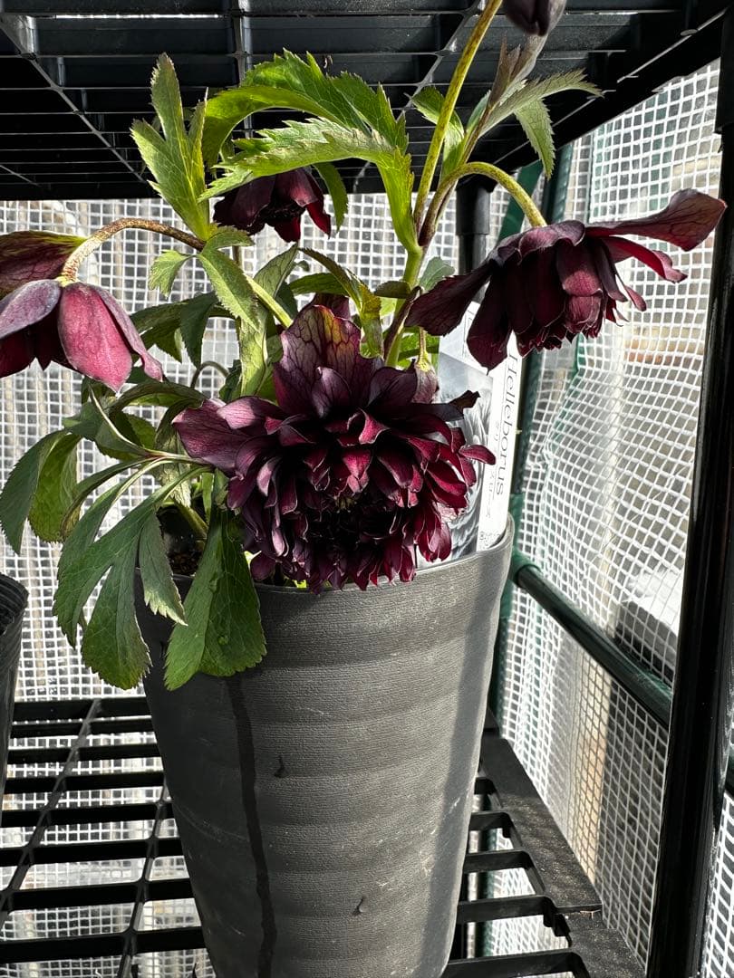 クリスマスローズ　クレオパトラ　広瀬園芸