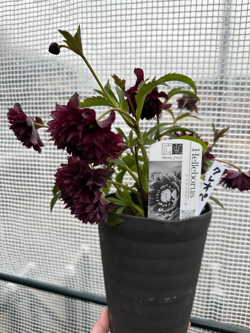 クリスマスローズ　クレオパトラ　広瀬園芸