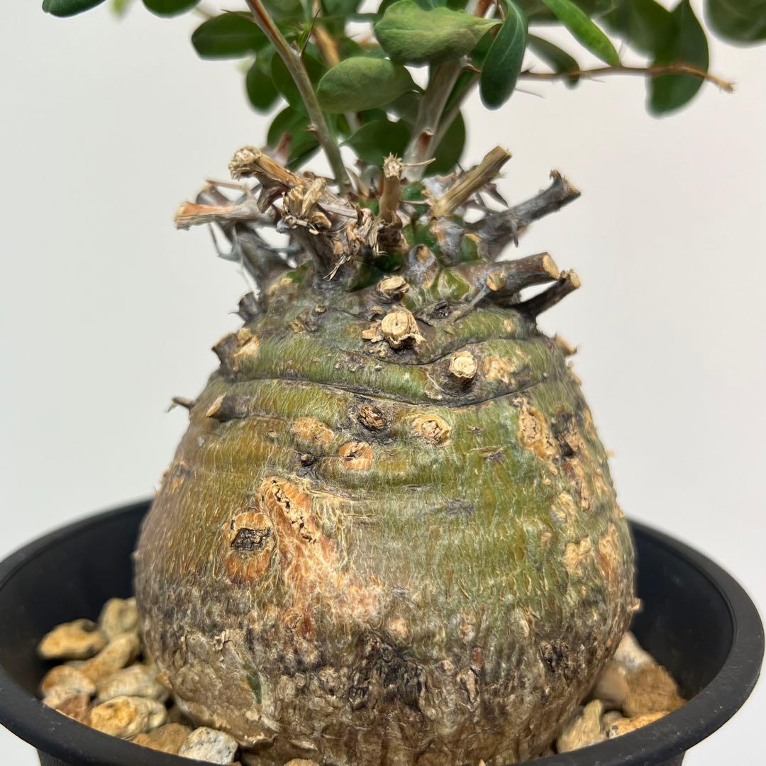 【丸型コレクション株】フォークイエリア コルムナリス 観峰玉 現地球 発根済