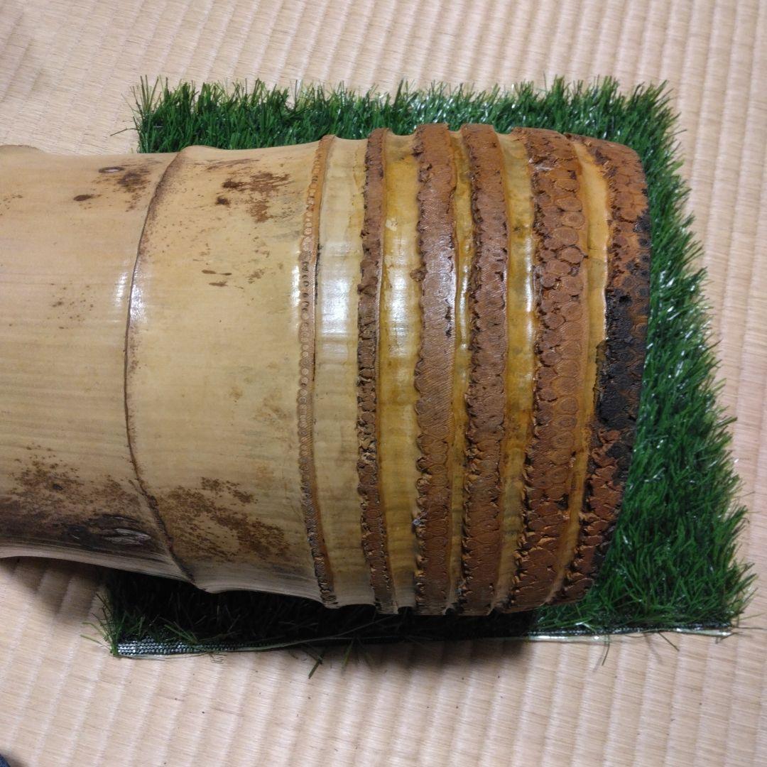 花器　小原流　いけばな　天然　孟宗竹　切根付　二重　生花　存在感　立派　和　日本