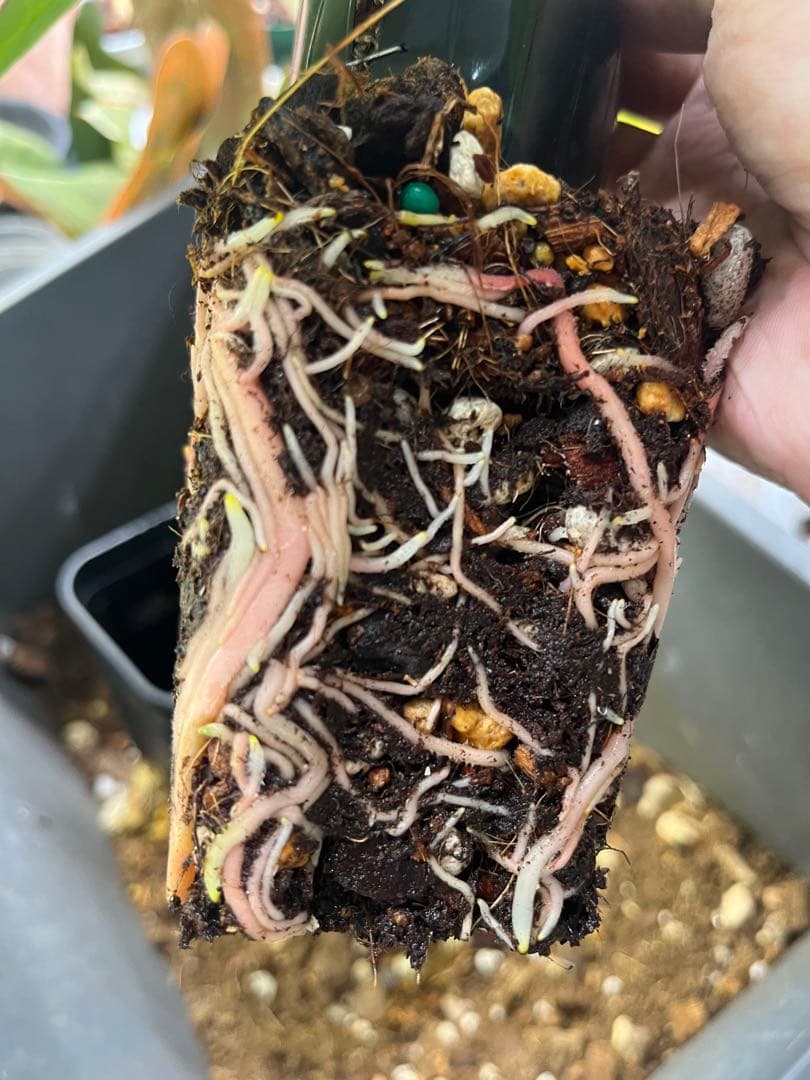 アンスリウム レッドクリスタリナム　ハイブリッド