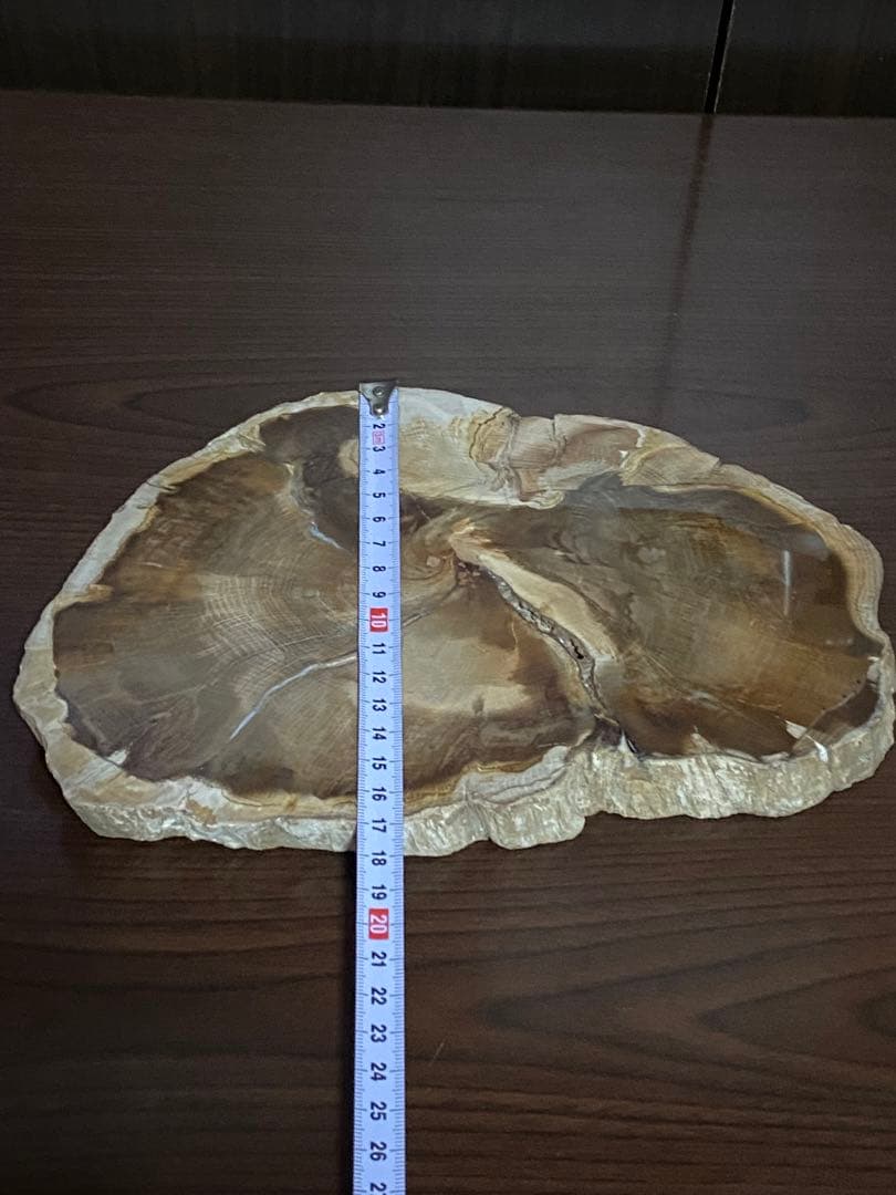 超〜特大 博物館級ペトリファイドウッド原石 唯一無二の美麗さ艶 珪化木 化石木