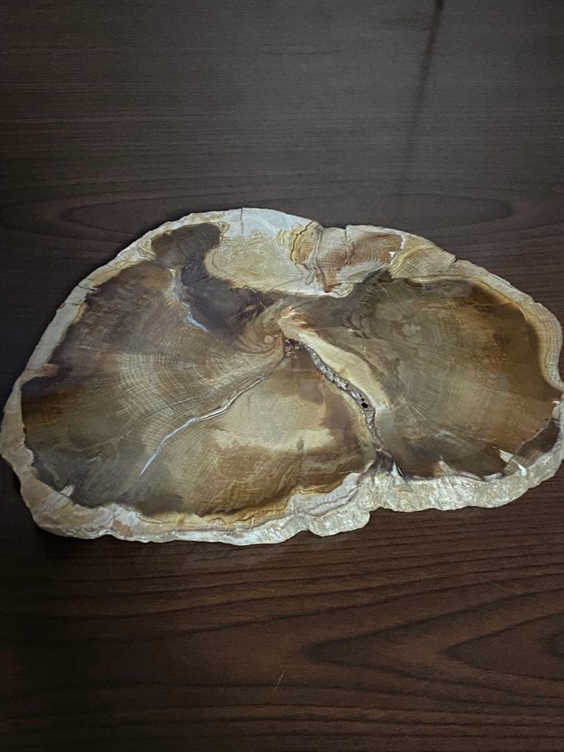 超〜特大 博物館級ペトリファイドウッド原石 唯一無二の美麗さ艶 珪化木 化石木