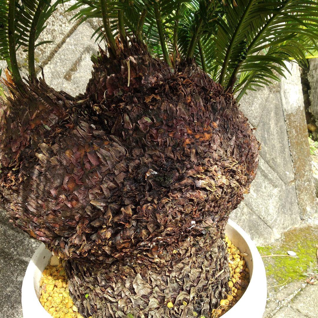 獅子ソテツ 多頭型/抜き苗にて発送