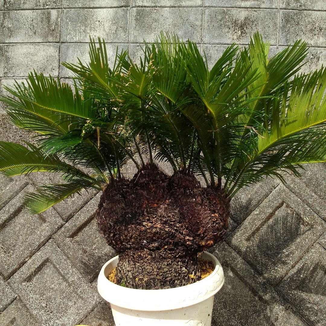 獅子ソテツ 多頭型/抜き苗にて発送