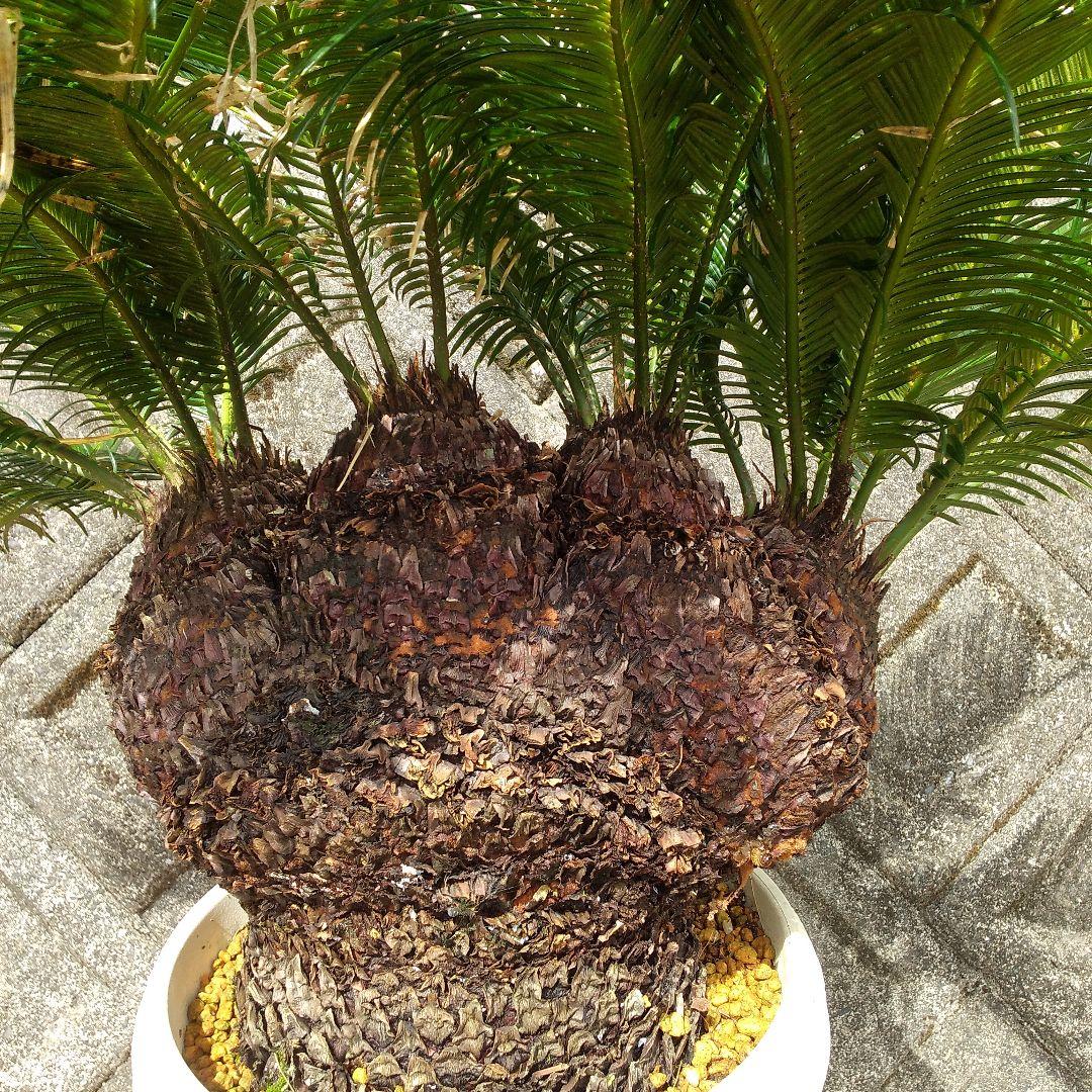 獅子ソテツ 多頭型/抜き苗にて発送