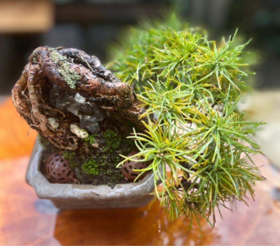五葉松　盆栽