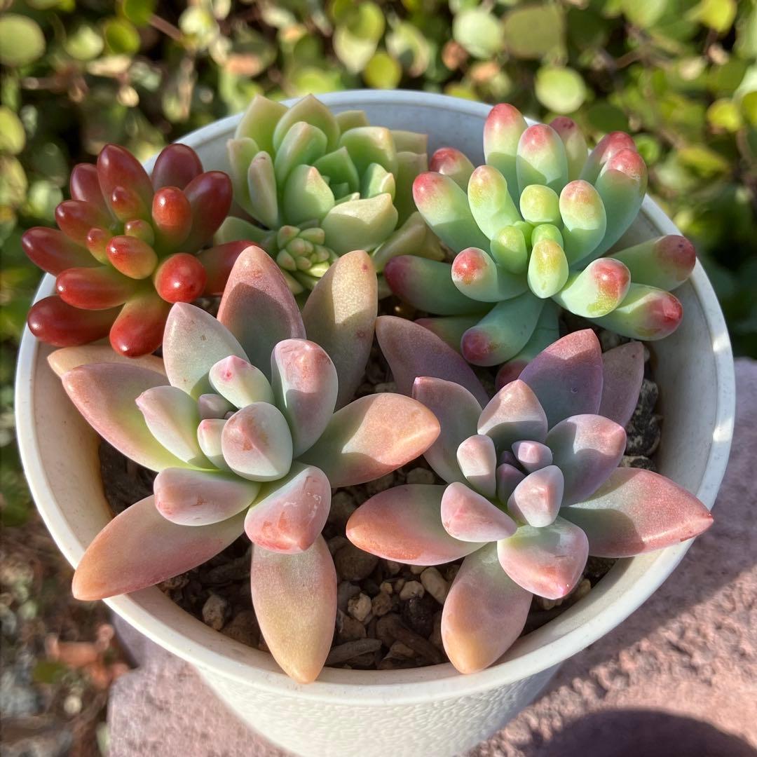 多肉植物 カット苗