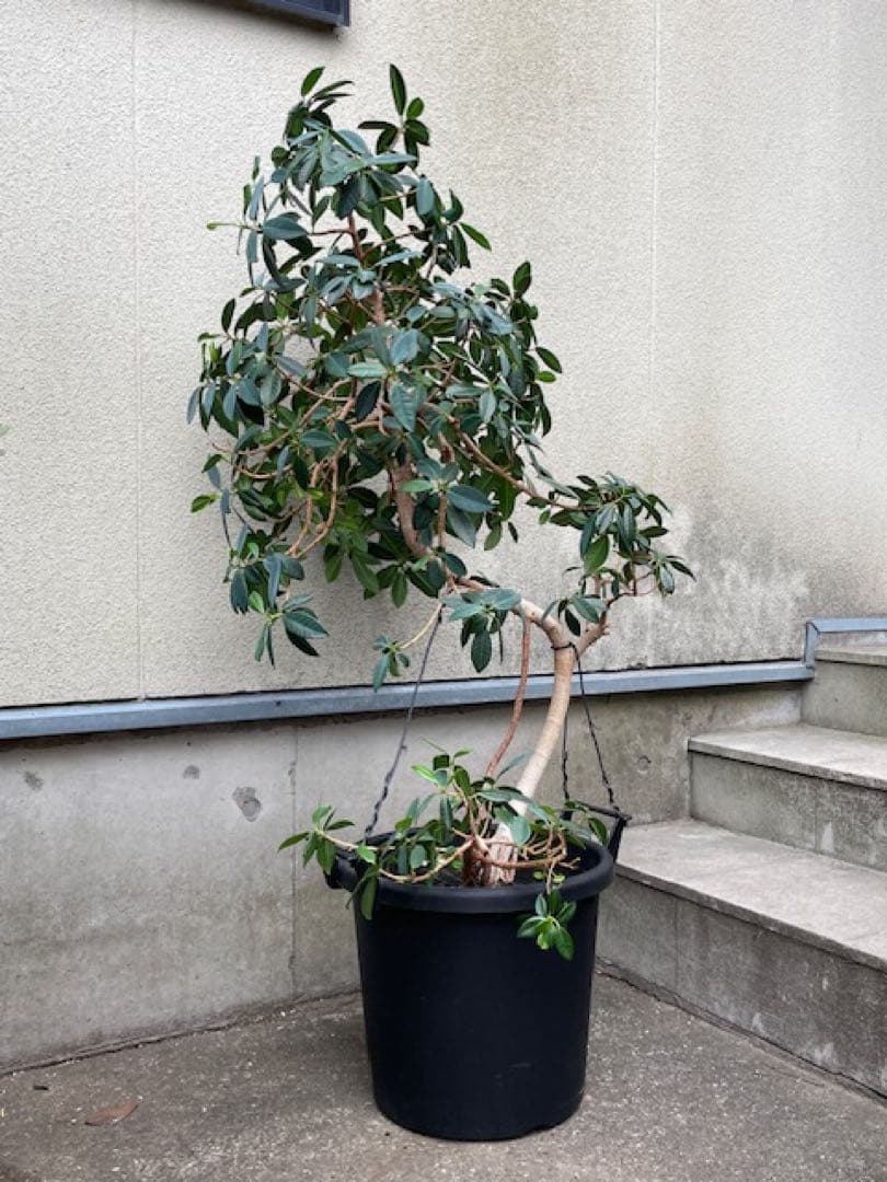 直接引取■センカク ガジュマル/尖閣/キジムナー/観葉植物/130cm■曲り入