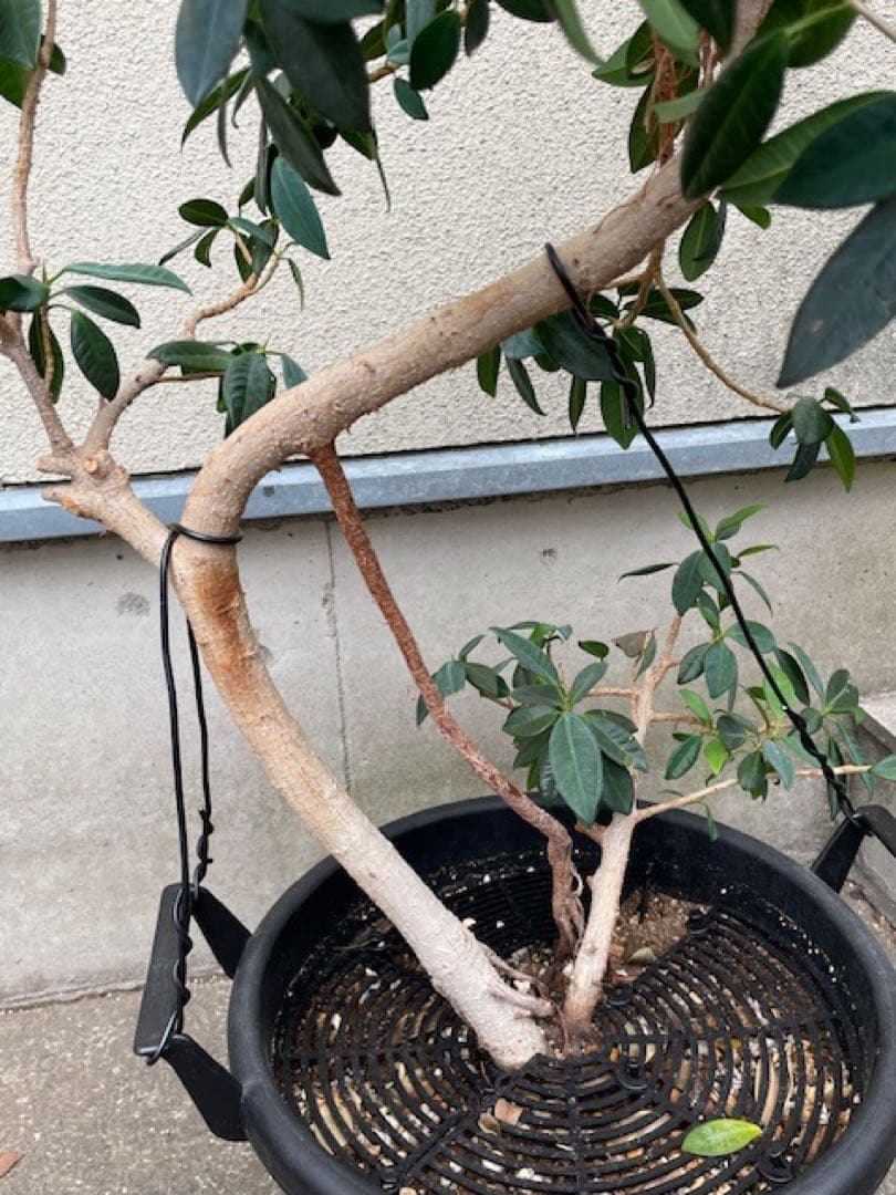 直接引取■センカク ガジュマル/尖閣/キジムナー/観葉植物/130cm■曲り入