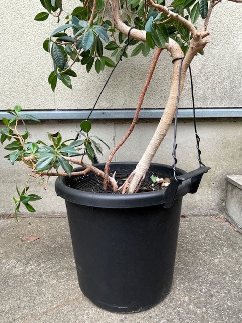 直接引取■センカク ガジュマル/尖閣/キジムナー/観葉植物/130cm■曲り入