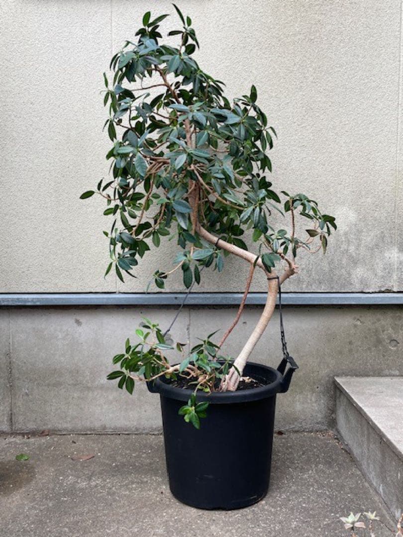 直接引取■センカク ガジュマル/尖閣/キジムナー/観葉植物/130cm■曲り入