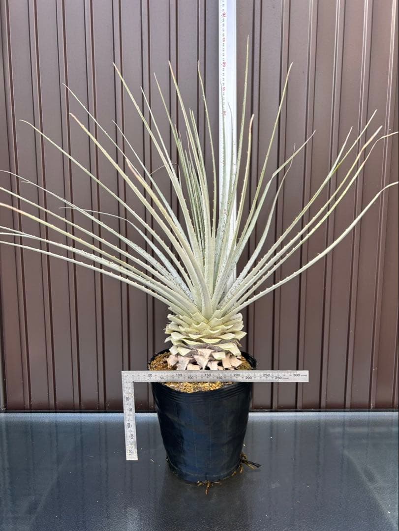 プヤ セルーレア J 特白個体 大株