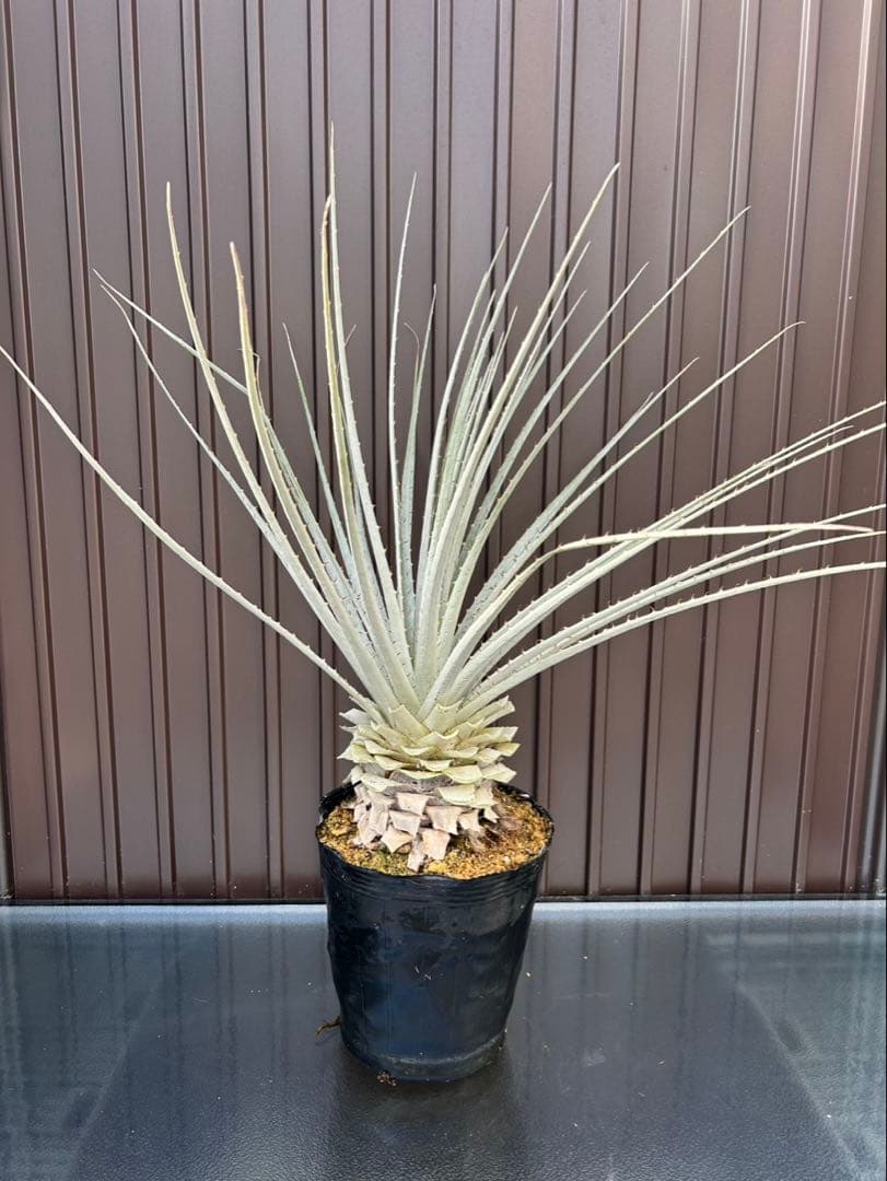 プヤ セルーレア J 特白個体 大株