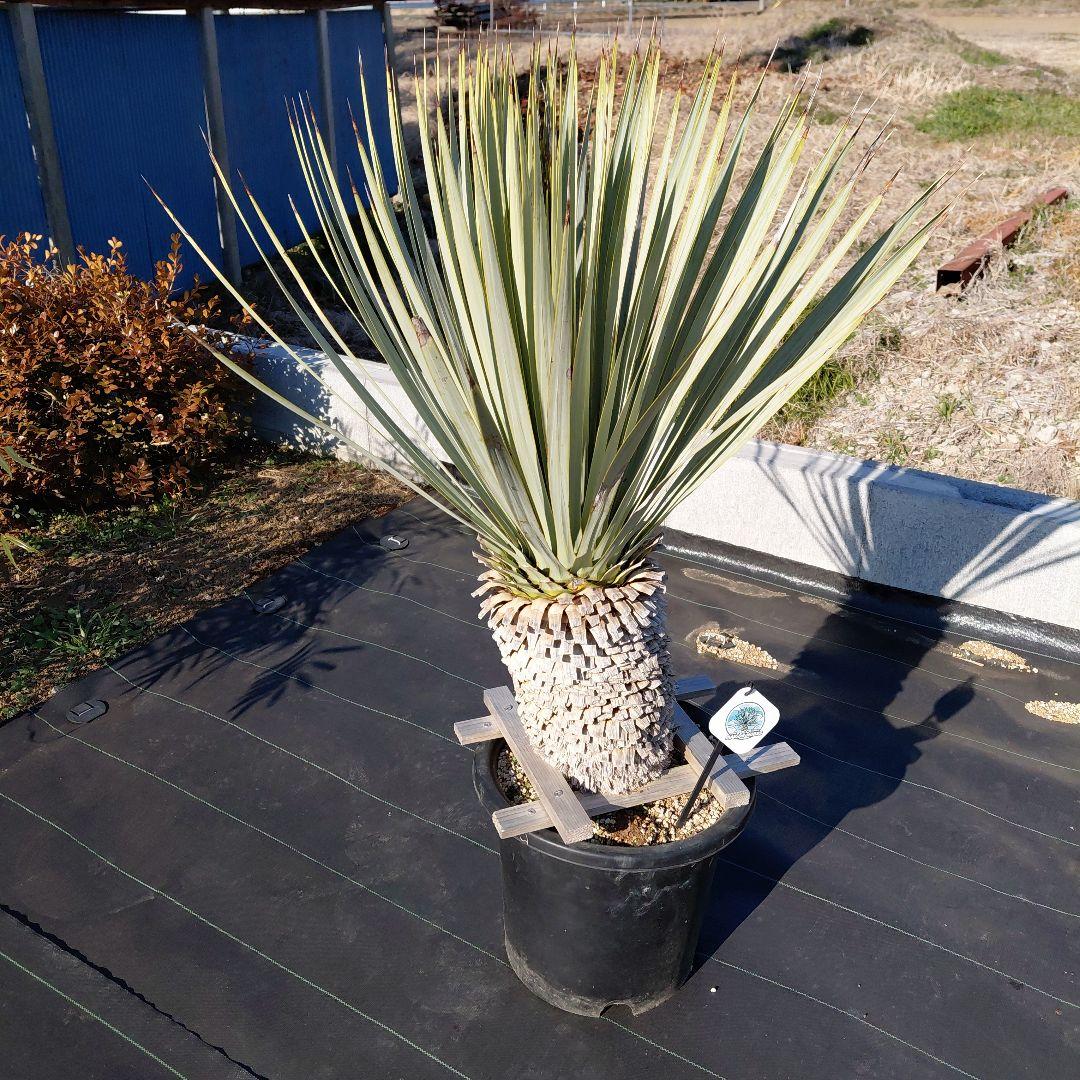 マルデヌベス　ver.ロスト