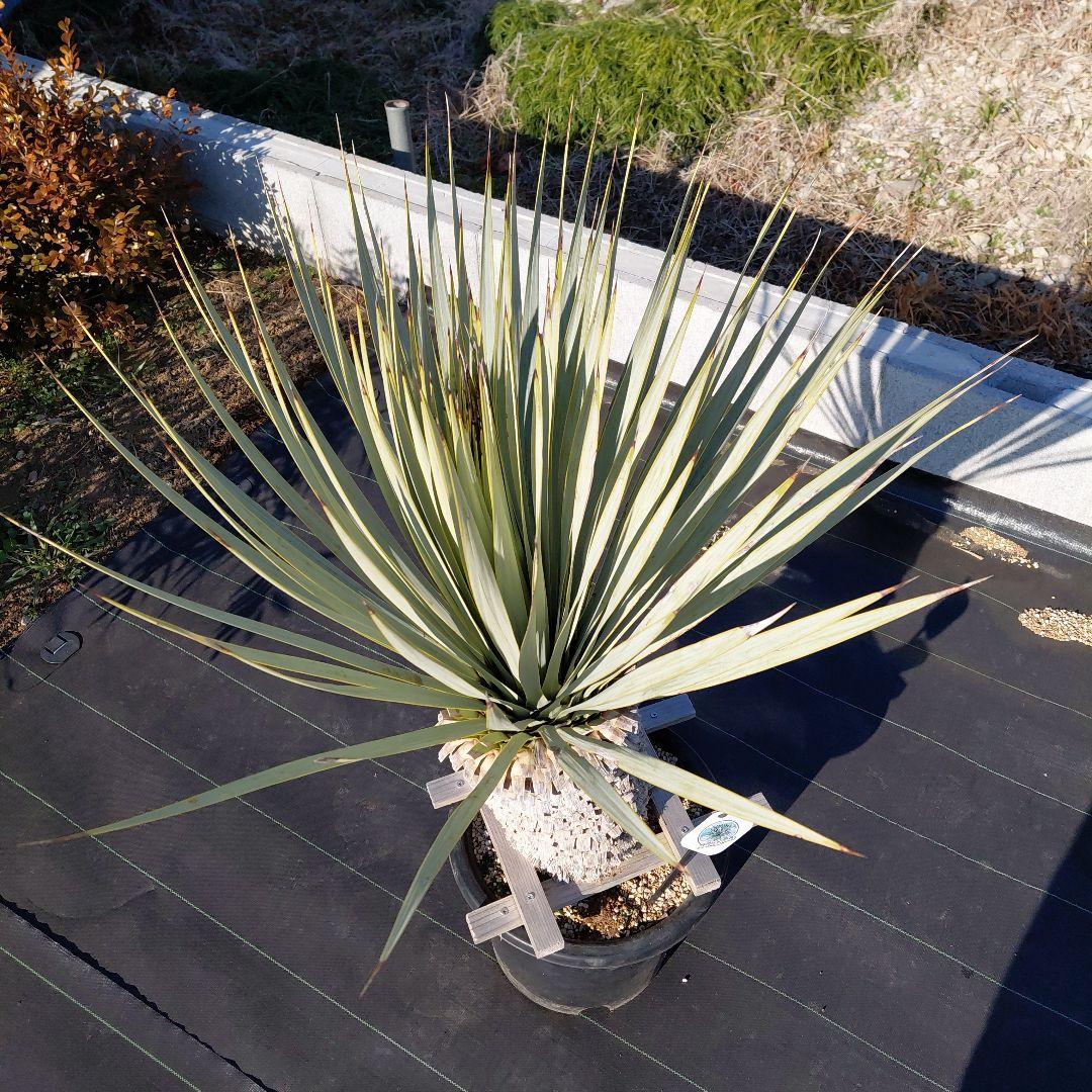 マルデヌベス　ver.ロスト