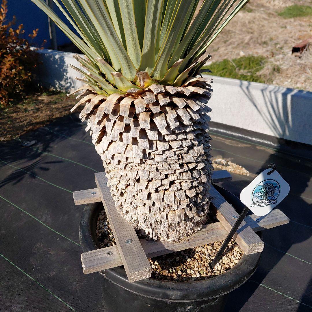 マルデヌベス　ver.ロスト