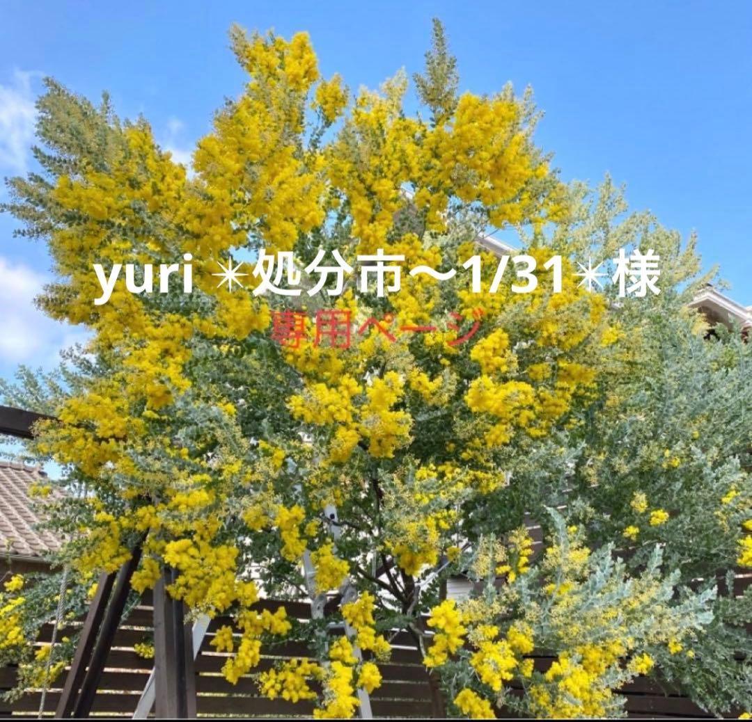 yuri ✴︎処分市〜1/31✴︎ページ