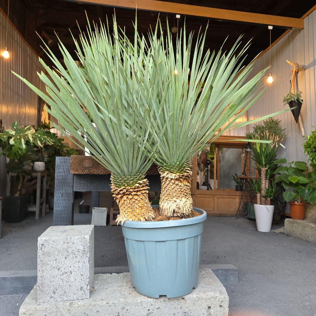 strawberry_jam15　ロストラータ　ブルー&ブルーツイン15号