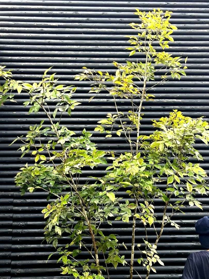 山採り天然　アオダモ　4本株立ち　200