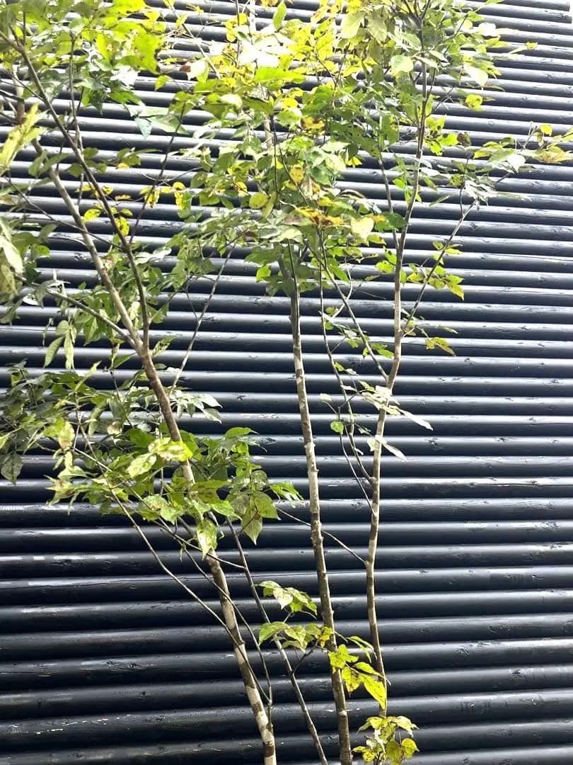 山採り天然　アオダモ　4本株立ち　200