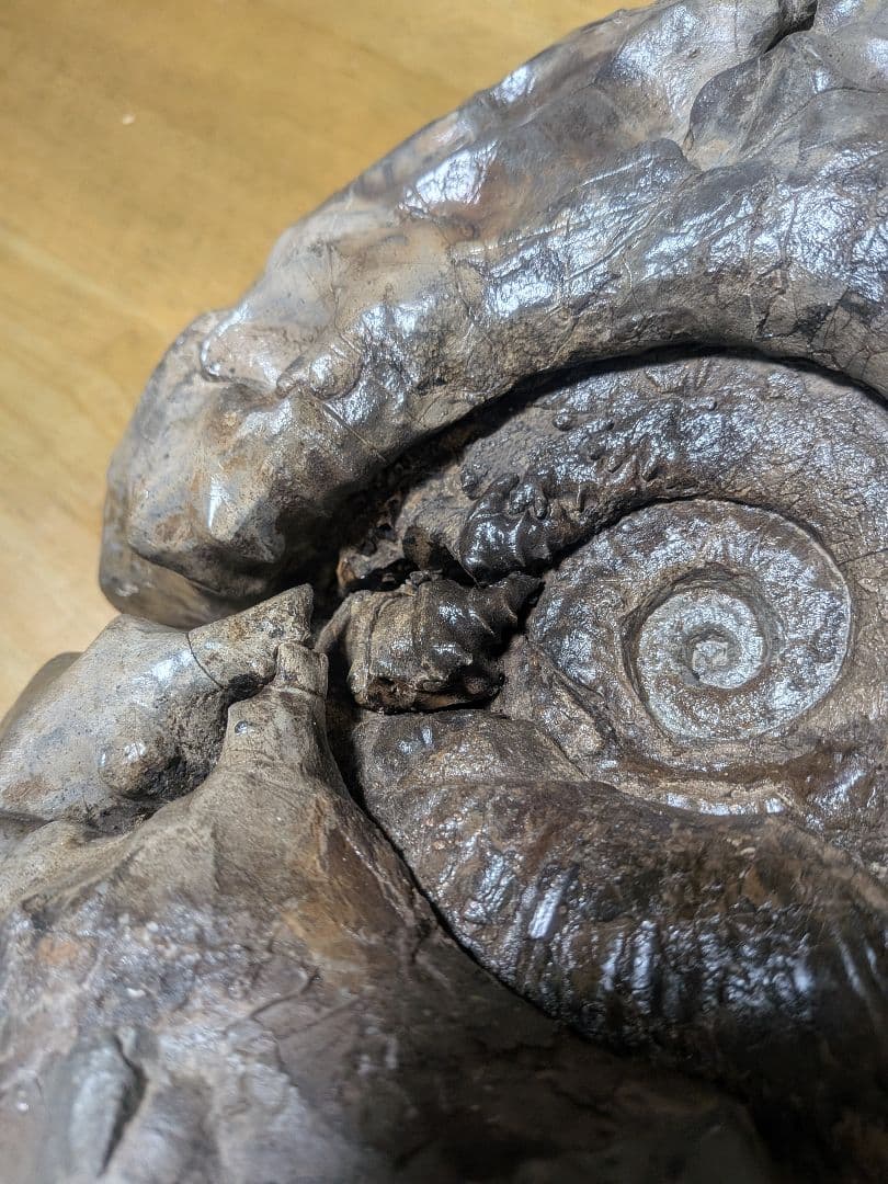 アンモナイト化石 27cm(288)