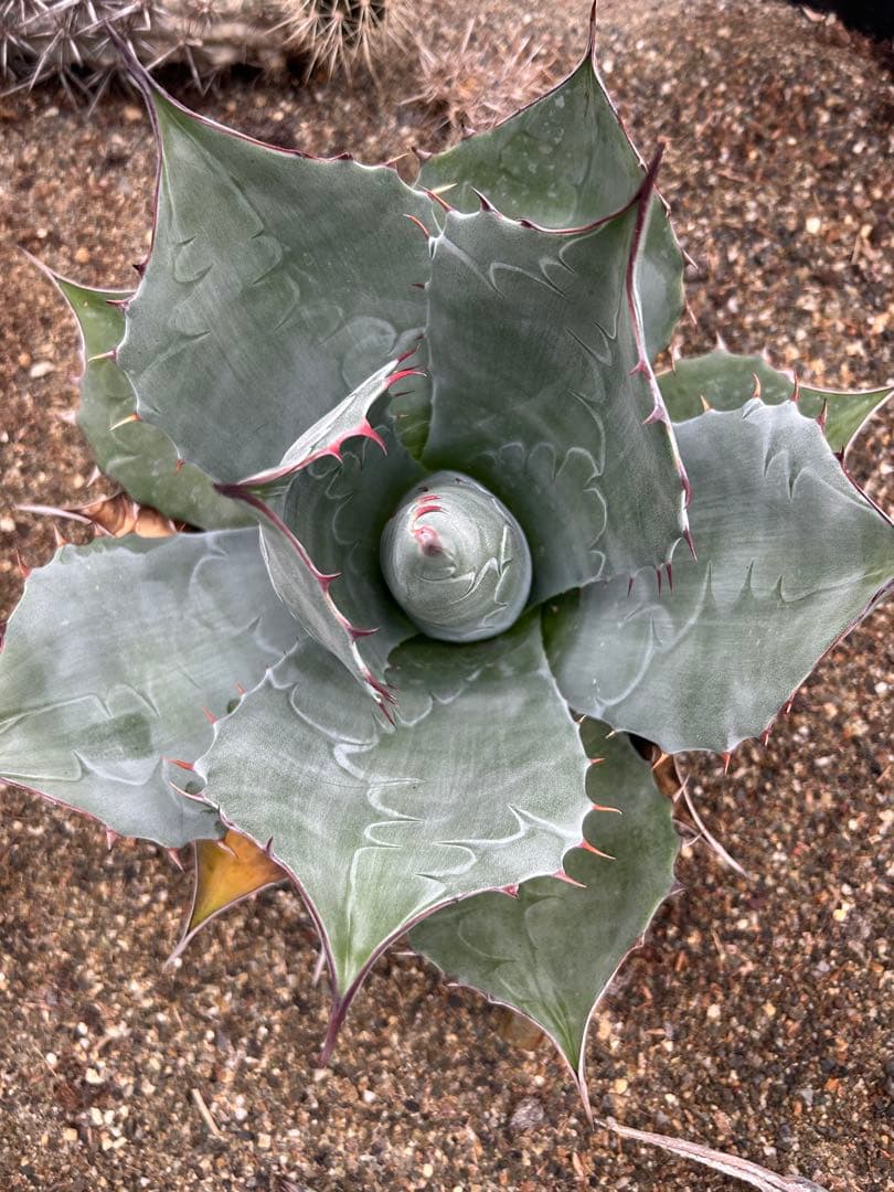 アガベ　パラサナ