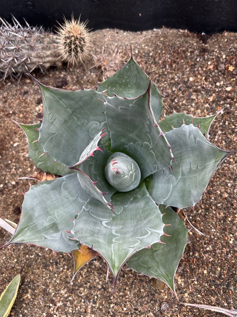 アガベ　パラサナ