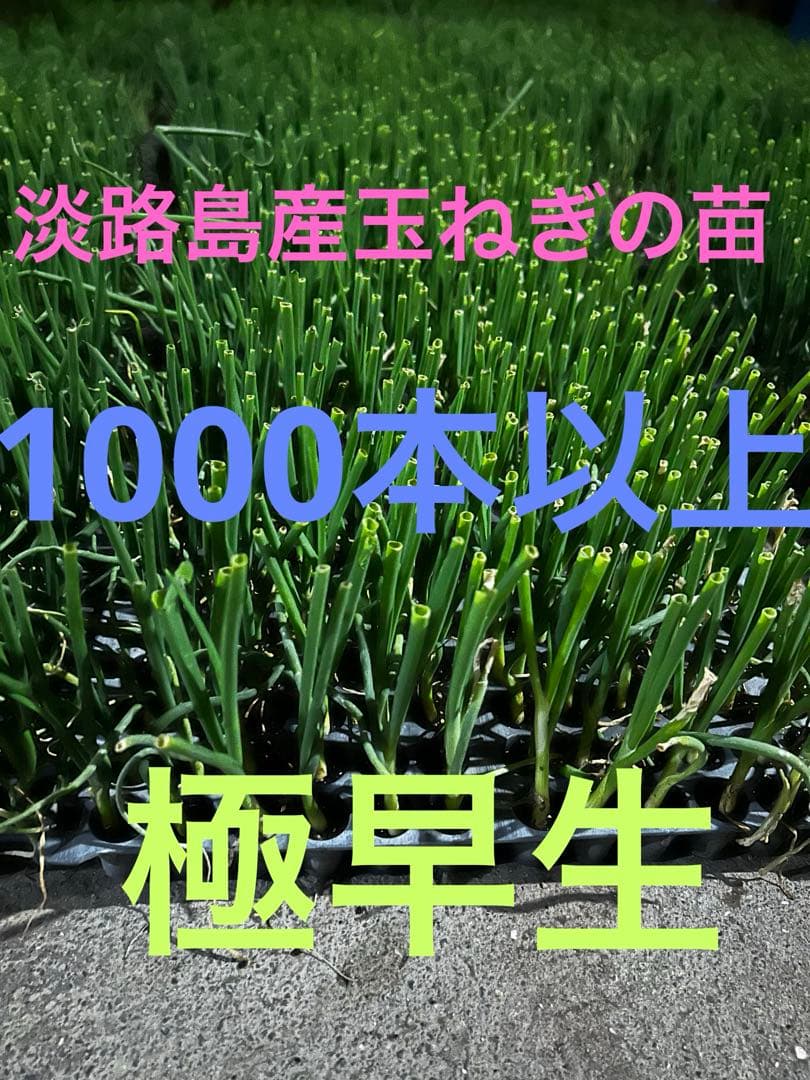 淡路島産　苗　レクスター　1000本超