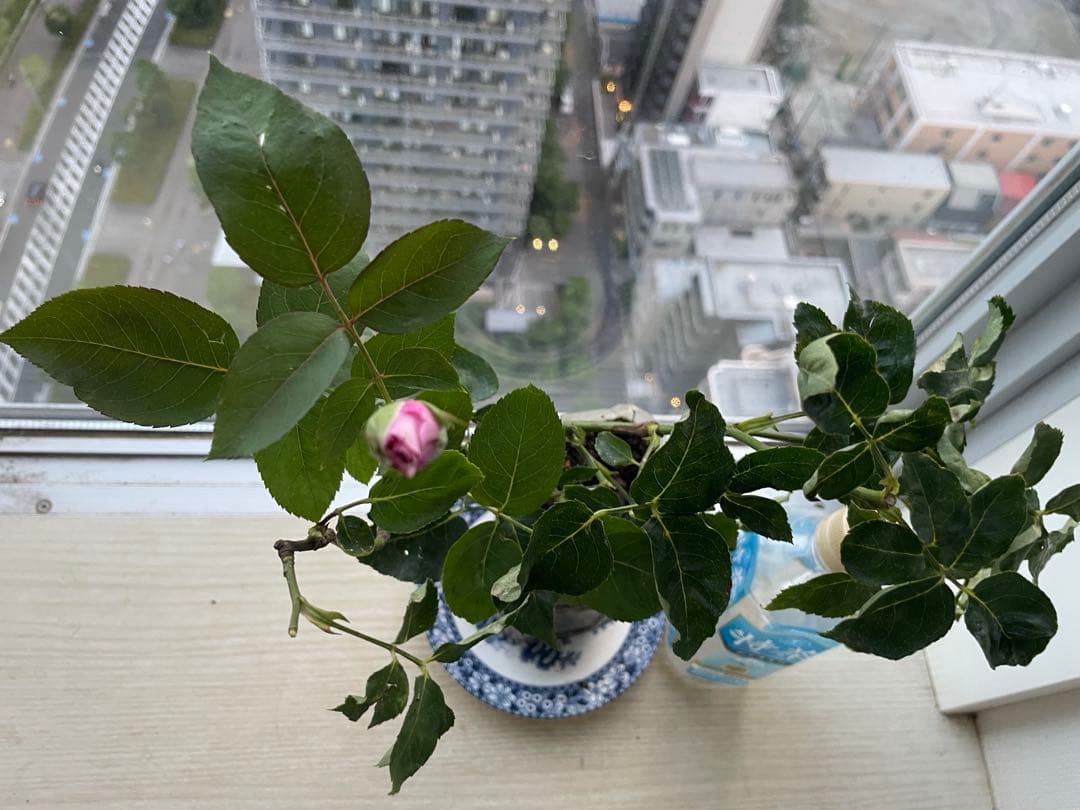 期間限定セール❣️１株限定！超強香！青い薔薇　国産バラ苗　二年生