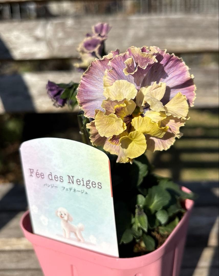 びおら様　ご依頼品　現品　メルカリ便発送　12苗