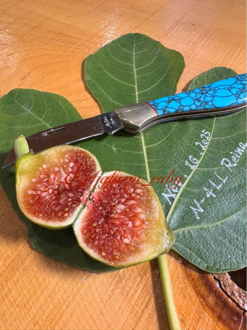 専用です。超お得超絶イチジク穂木2本セット