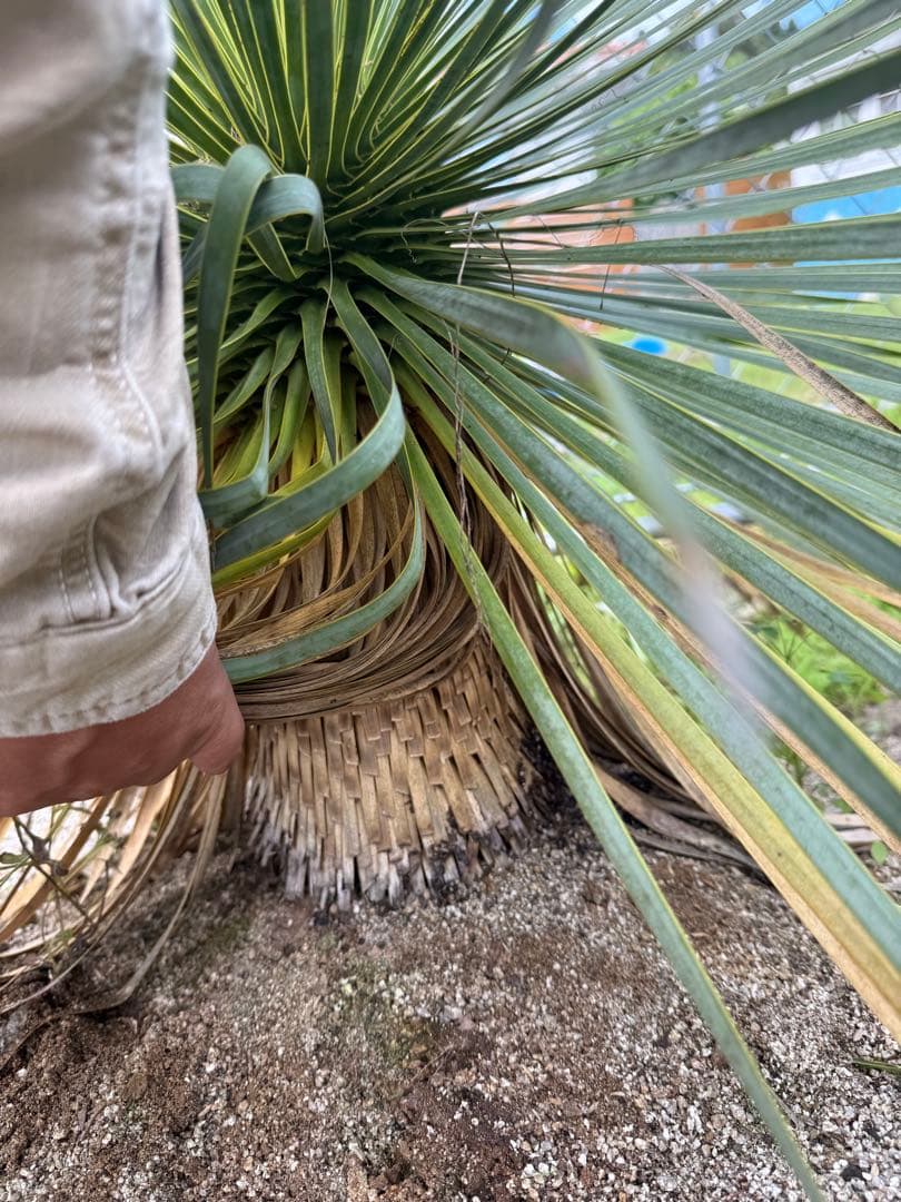 ロストラータ　極上株