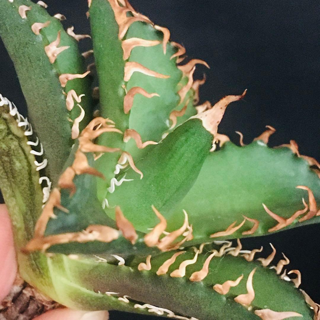 【高騰品種】万代厳竜×レッドキャットウィーズル hyb 極上強棘 アガベチタノタ