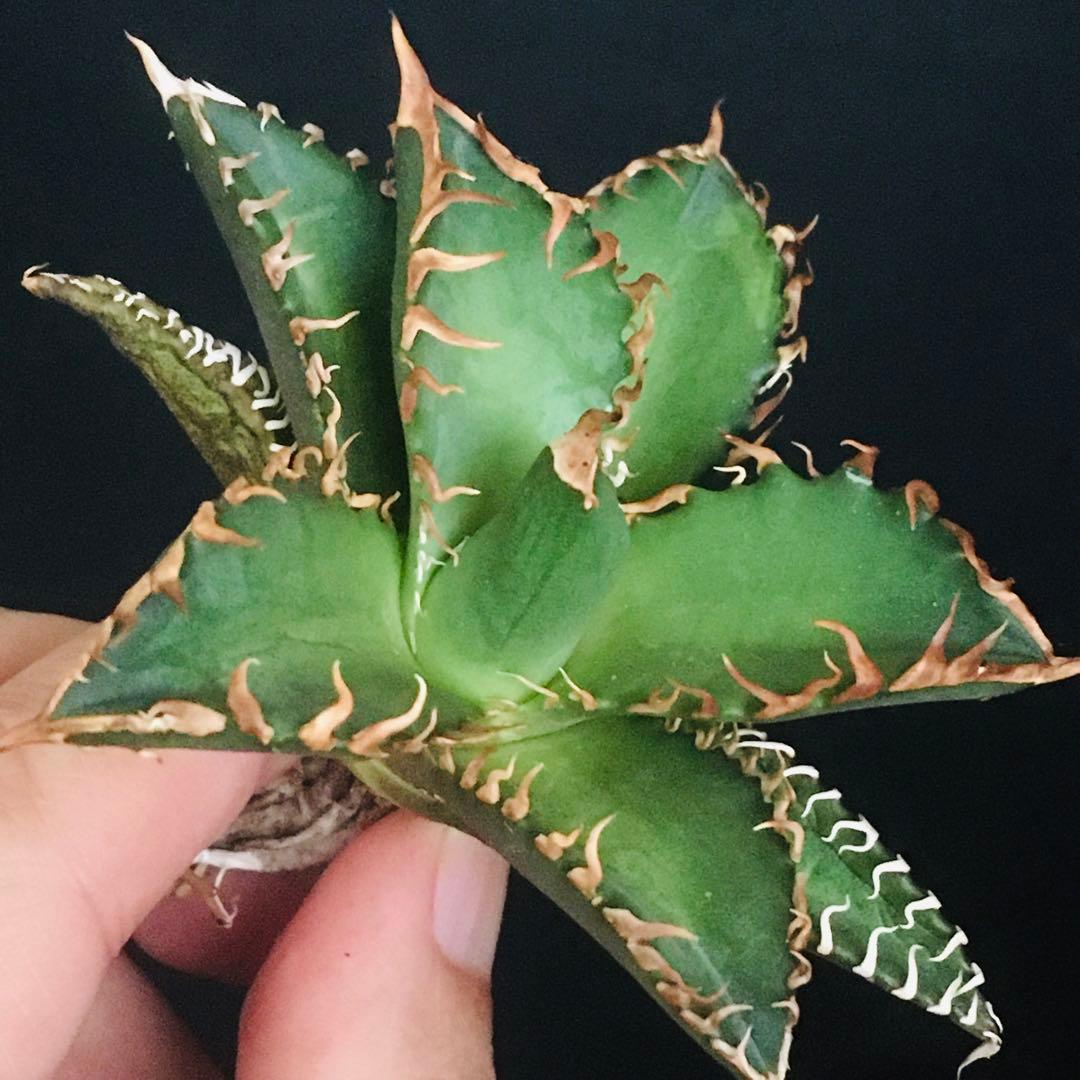 【高騰品種】万代厳竜×レッドキャットウィーズル hyb 極上強棘 アガベチタノタ