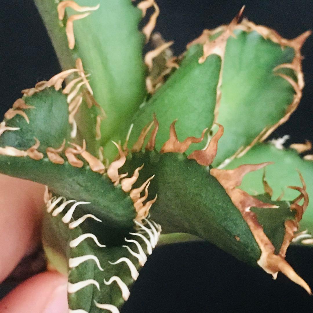 【高騰品種】万代厳竜×レッドキャットウィーズル hyb 極上強棘 アガベチタノタ