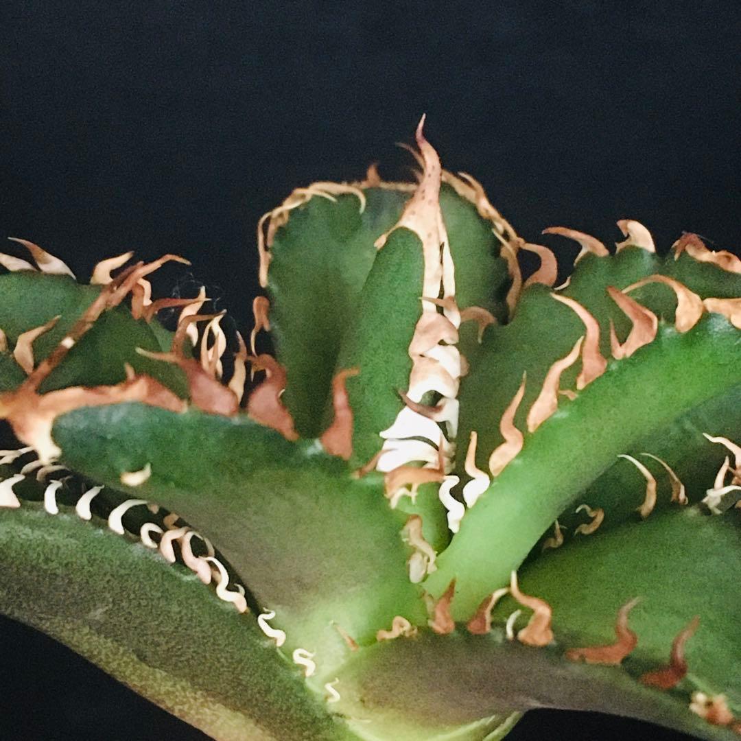 【高騰品種】万代厳竜×レッドキャットウィーズル hyb 極上強棘 アガベチタノタ