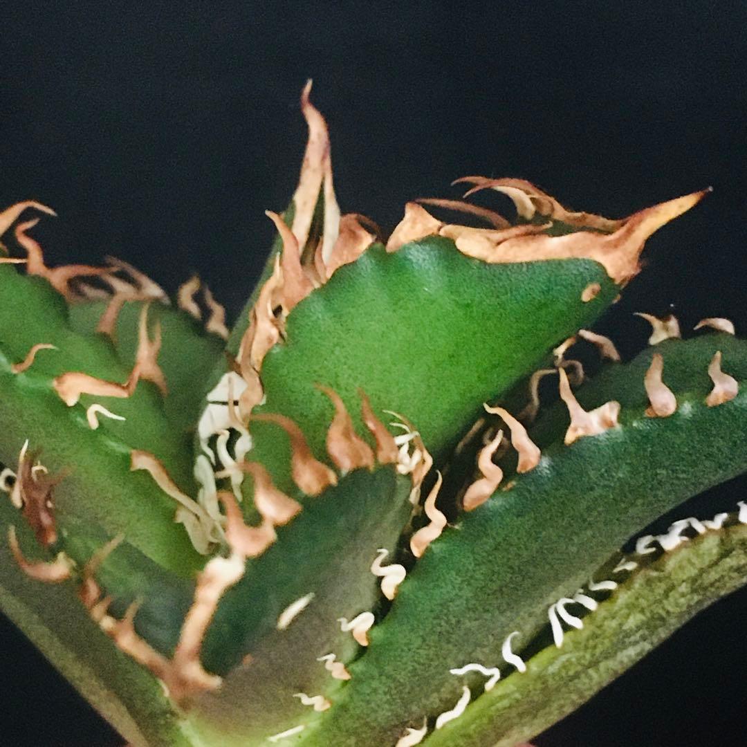 【高騰品種】万代厳竜×レッドキャットウィーズル hyb 極上強棘 アガベチタノタ