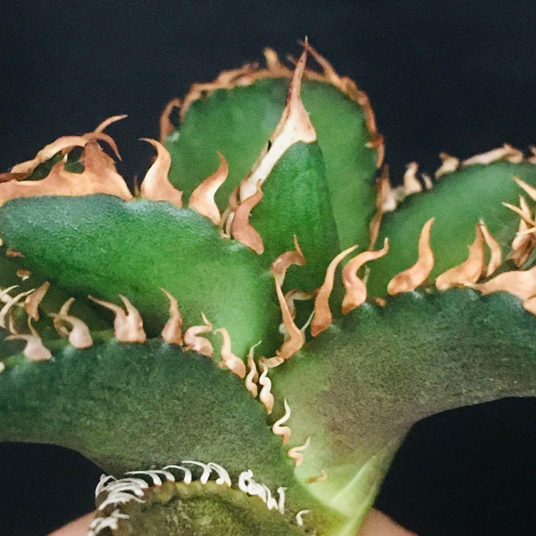 【高騰品種】万代厳竜×レッドキャットウィーズル hyb 極上強棘 アガベチタノタ