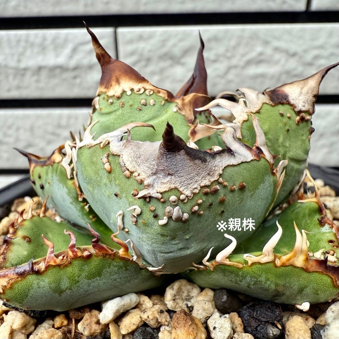 アガベチタノタ　MS-WV ② 【限定値下げ】