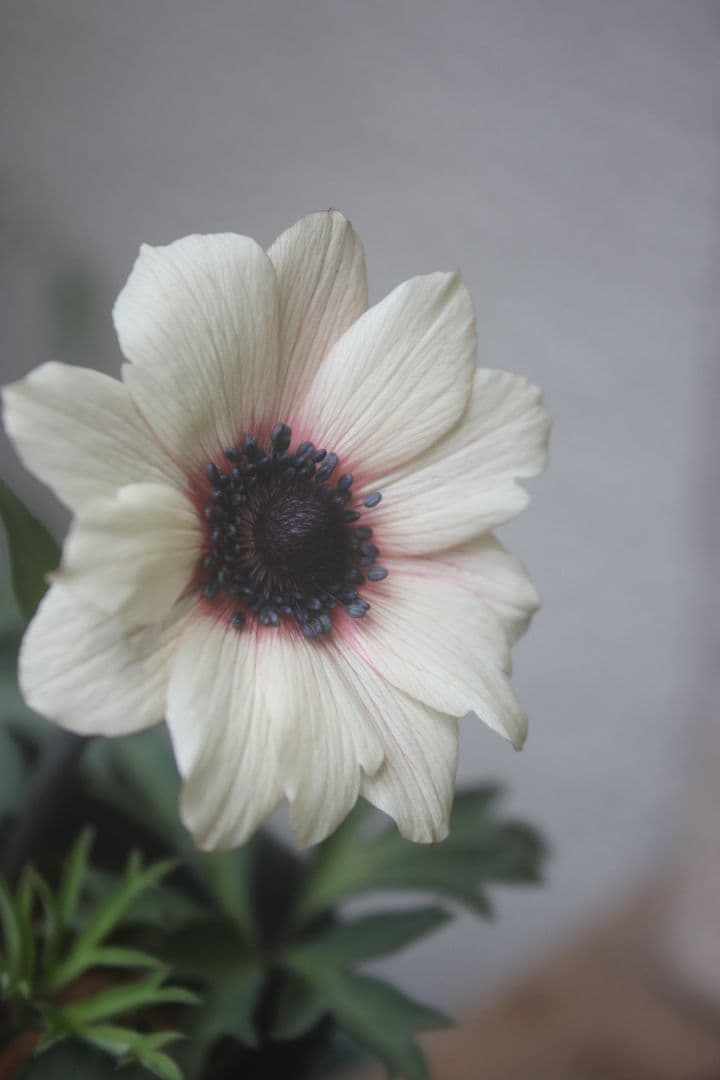 アネモネパブニナ