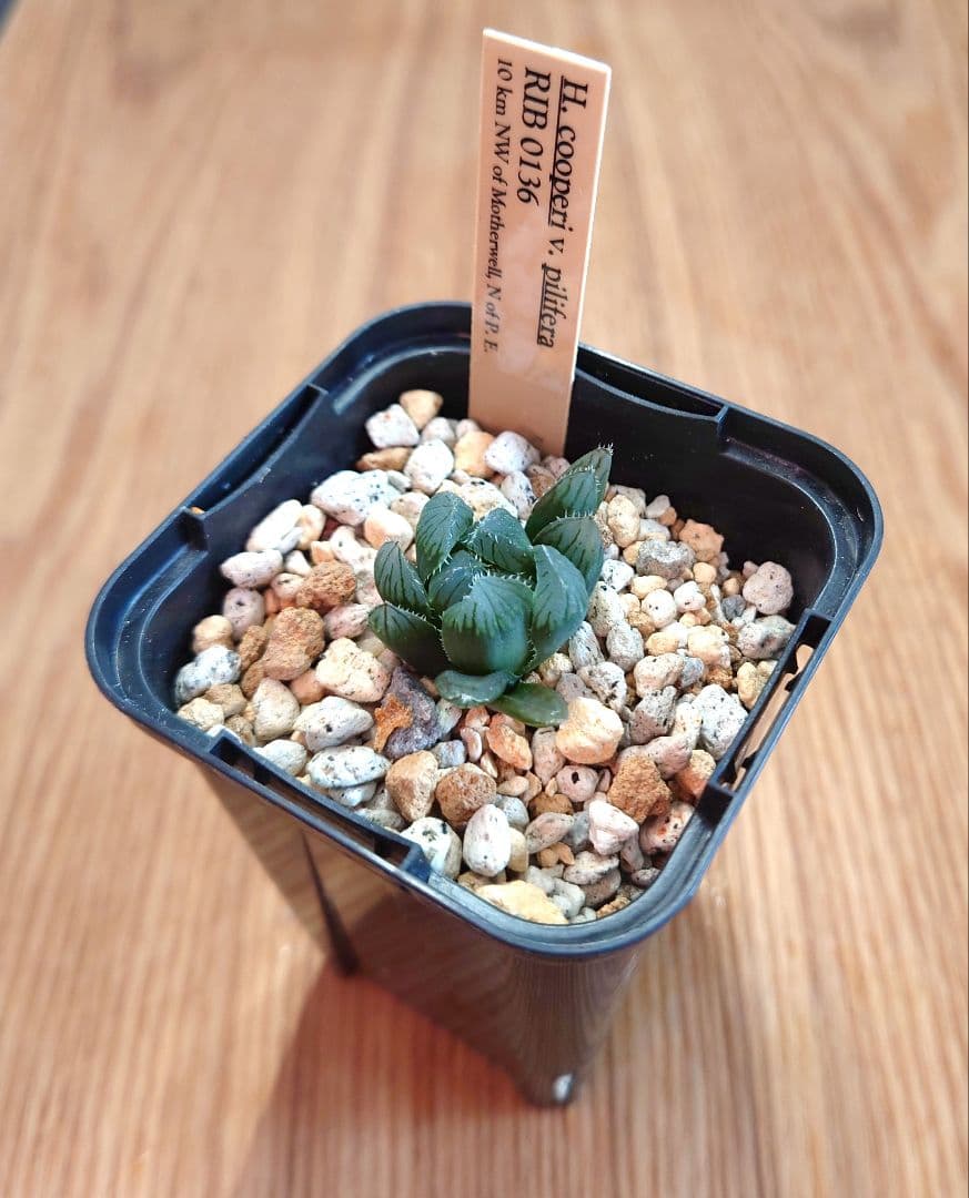 ハオルチア ピリフェラ RIB0136　多肉植物