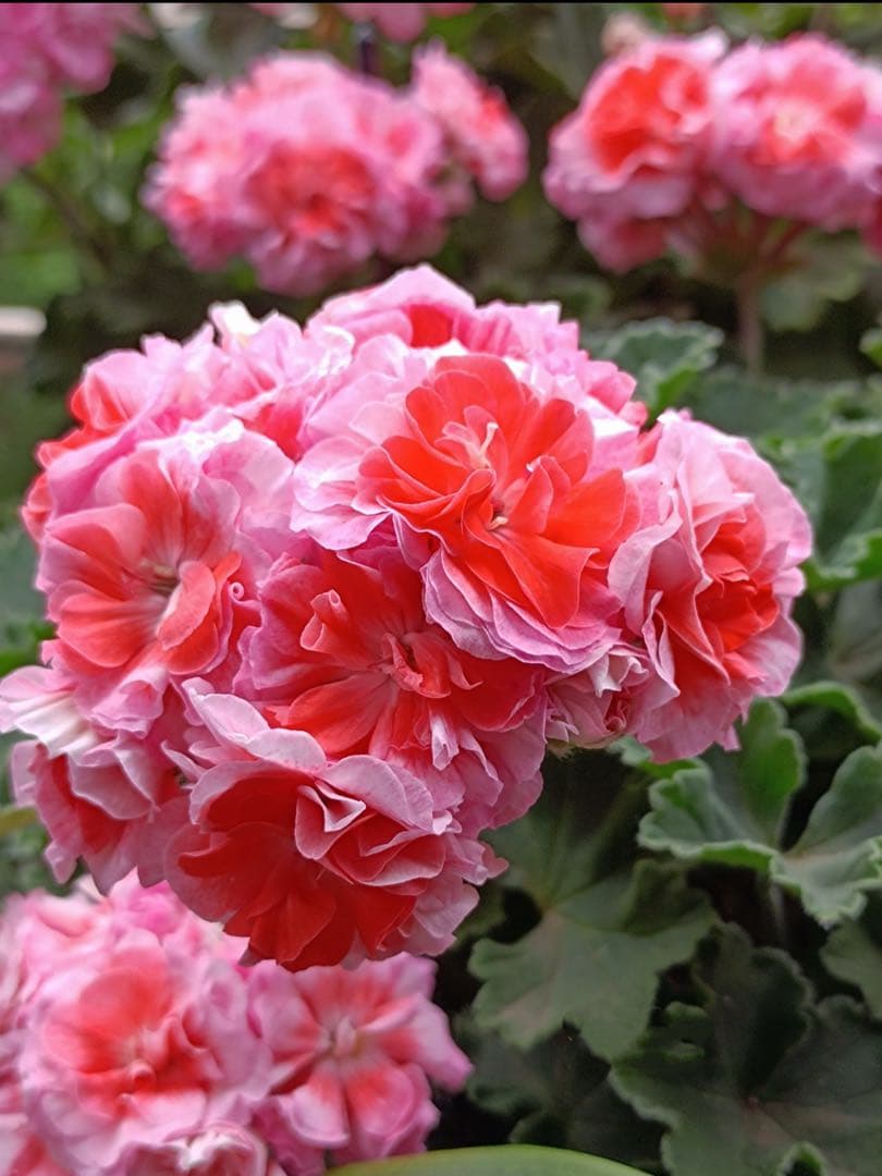 新品珍しいゼラニウム苗