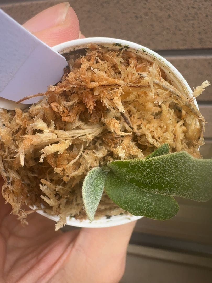 ビカクシダ P.willinckii Kaguya sporeling