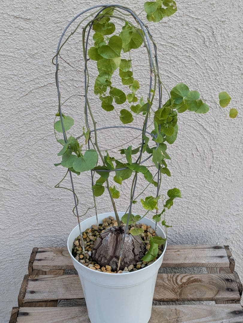 【現品・鉢まま出荷】割れがかっこいい!!　亀甲竜　アフリカ亀甲竜