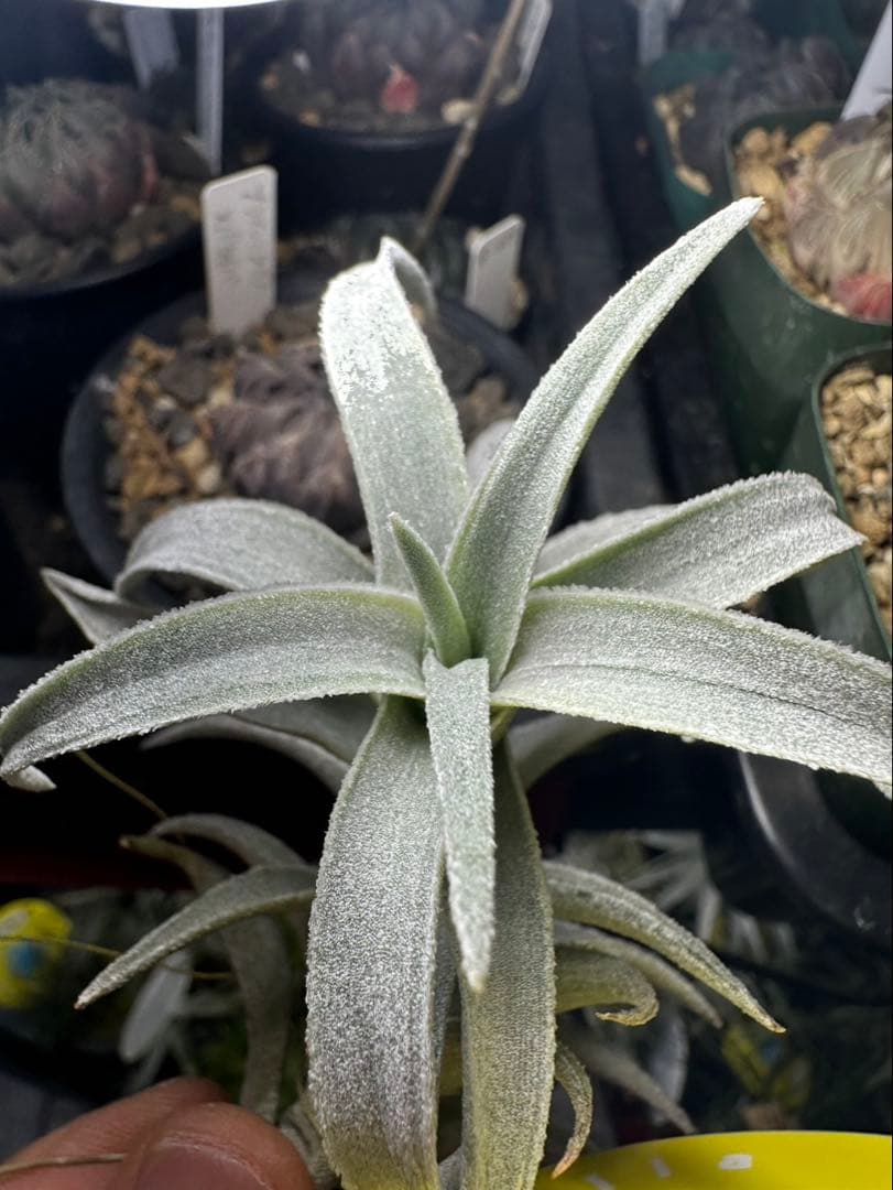 エディシアエ　シルバーフォームedithiae Silver Form