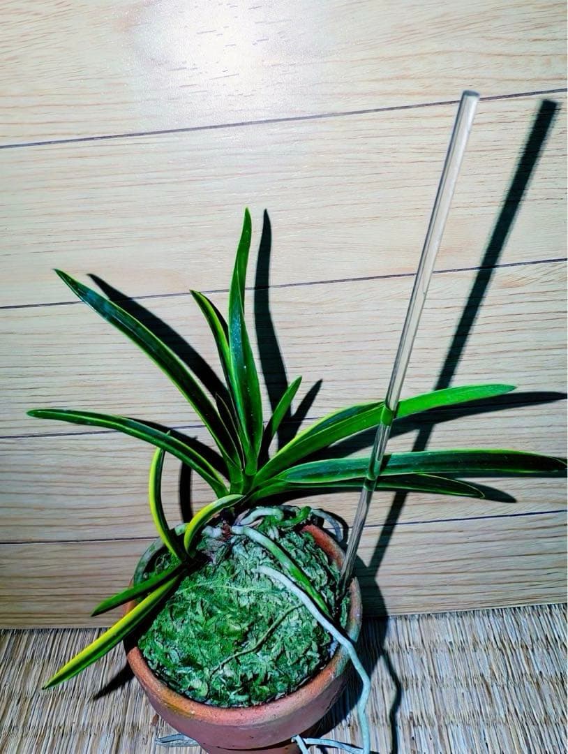 富貴蘭「天音（あまね）」（雄一無二の高知県野市町産赤花の縞覆輪）